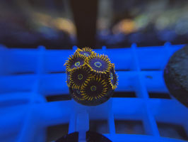 KORALLE 43 - RAINBOW HORNET ZOANTHUS - Reeftank & more Mitglied (6 Monate) ​​