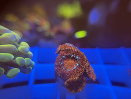 KORALLE 64 - ORANGE  micromussa - @andreriethmuller7655 ​​