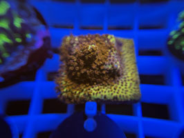 KORALLE 41 - BURNING BANANA STYLO