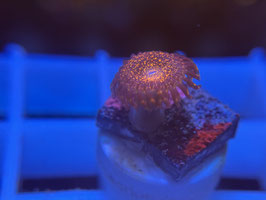 KORALLE 49 - NIGHTMARE ZOANTHUS - @Bettina-r8r ​​