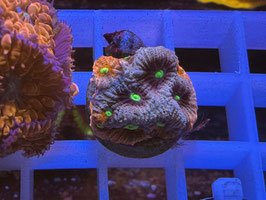 KORALLE 6 - KILL BILL FAVIA