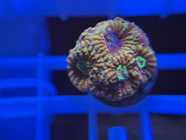 KORALLE 29 - GOD OF WAR FAVIA