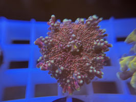 KORALLE 46 - RICORDEA YUMA RED - FREI ZUM KAUF