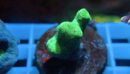 KORALLE 3 - PSAMMOCORA GREEN BRANCHING