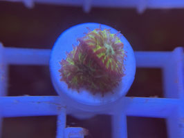 KORALLE 33 - BLASTOMUSSA MERLETTI SPECIAL COLORED - @Bettina-r8r ​​