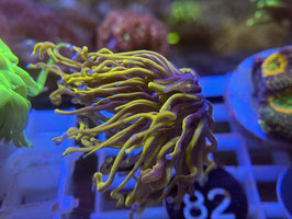 KORALLE 82 - GOLDEN TORCH GLAB.