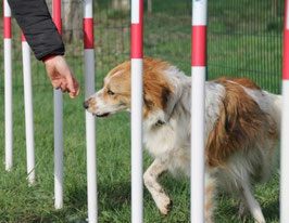JEU CANIN "LE SLALOM"