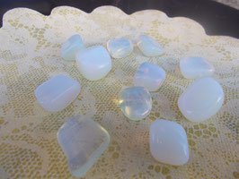 Opalina o opalite burattata
