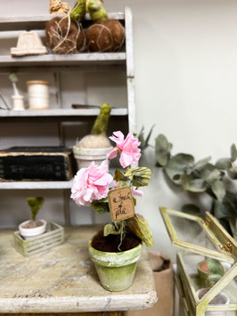 Geranium flower - different