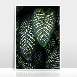 A3 Artprint "Jungle 1"