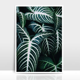 A4 Artprint "Jungle 2"