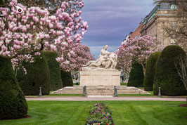 MAGNOLIAS , PLACE DE LA RÉPUBLIQUE