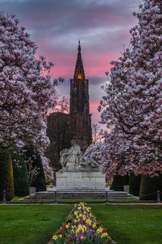 CREPUSCULE DE MAGNOLIAS