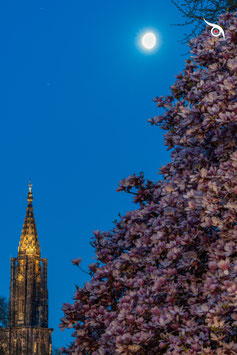 MONTAGNE DE MAGNOLIAS