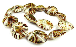 Schildkrötenschnecke Perlen ganze Schalen ca. 25x30 mm - Strang - Rarität