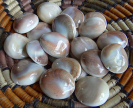 XXL Shiva´s Auge Operculum Perlen Muschelperlen ca. 40-46 mm - 1 Perle (BC Qualität)