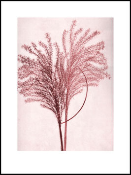 Grafikprint, Silvergrass sunrise von Pernille Folcarelli