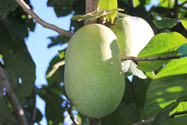 Susquehanna (R) Peterson Pawpaws (R)