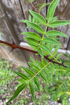 Szechuan Pfeffer (Zanthoxylum simulans)
