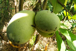 Allegheny (R) Peterson Pawpaws (R)
