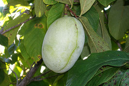 Shenandoah (R) Peterson Pawpaws (R)