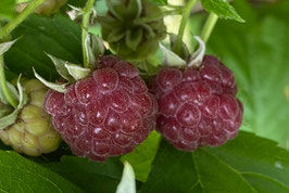 Himbeere Autumn Passion (R)