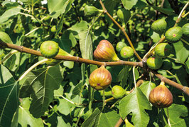 winterharte Feige brown Turkey (Ficus carica)
