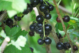Ribisel schwarz Hedda (Ribes nigrum)