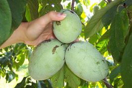 Potomac (R) Peterson Pawpaws (R)