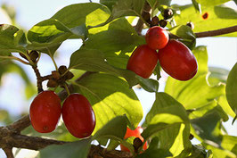 Dirndlstrauch Schönbrunner Gourmet (Cornus mas)