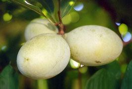 Rappahannock (R) Peterson Pawpaws (R)