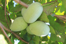 Wabash (R) Peterson Pawpaws (R)