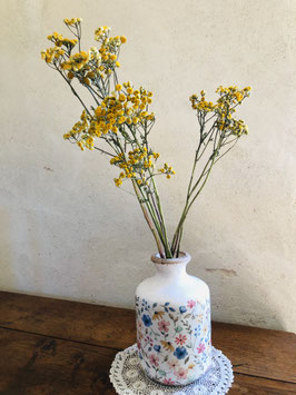 Tanaisie commune {Tanacetum vulgare} - sans feuilles