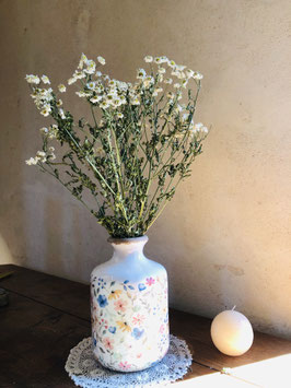 Camomille noble {Chamaemelum nobile}