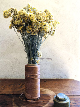 Immortelle {Helichrysum italicum}