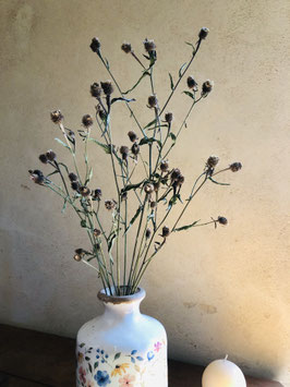 Centaurée jacée {Centaurea jacea} - petites tiges