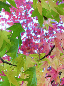 FARBENFROHE HERBSTBÄUME