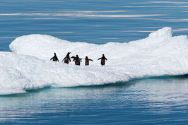Antarktis-Eselspinguine - Kristina Hanig