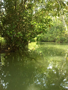 Backwaters 1