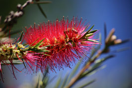 CALLISTEMON