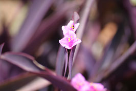 Miniatur-Pink African Flower