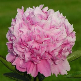 Paeonia lactiflora ‘Monsieur Jules Elie’ (AGM)