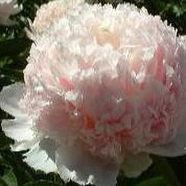 Paeonia lactiflora ‘Mr Ed’