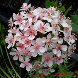 Darmera peltata - AGM