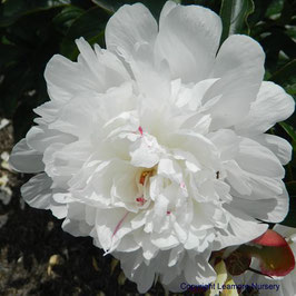 Paeonia lactiflora ‘Festiva Maxima’ (AGM)