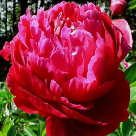 Paeonia lactiflora ‘Red Sarah Bernhardt’ (AGM)