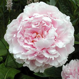 Paeonia lactiflora ‘Sarah Bernhardt’ (AGM)
