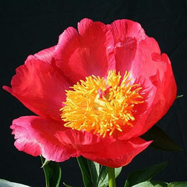 Paeonia ‘Flame’