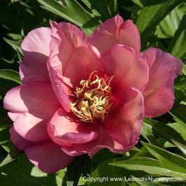 Paeonia ‘Julia Rose’