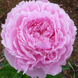 Paeonia lactiflora ‘Jacorma’